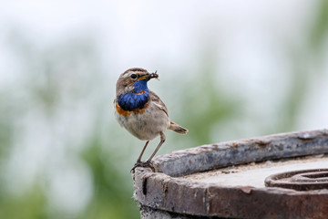 Bluethroat (luscinia svecica) male sitting on metal barrel with insect in beak. Cute bright colorful songbird. Bird in wildlife.