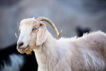 Single mountain goat standing on the top of Tahtali Mountain, Turkey.