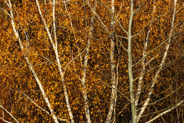 Birch trees in autumn with yellow leaves.