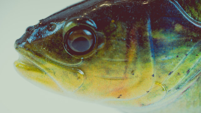 Okoń perch abbor fish fiske ryba