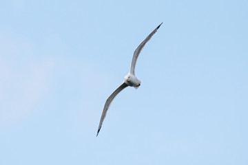 Herring gull (larus argentatus) flying in sky. Large common waterbird. Bird in wildlife.