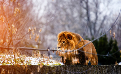 Beautiful Mighty Lion.