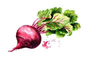 Fresh Beetroot with green leaves. Watercolor hand drawn illustration, isolated on white background