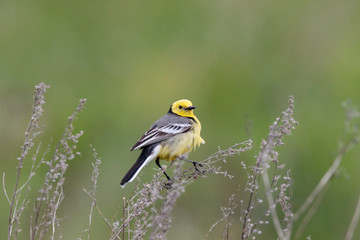 Citrine wagtail (motacilla citreola) male sitting on grass. Cute little rare yellow songbird. Bird in wildlife.