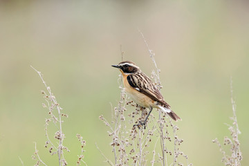 Whinchat (saxicola rubetra) male sitting on grass. Cute little common bright meadow songbird. Bird in wildlife.