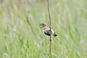 Whinchat (saxicola rubetra) female sitting on stick in grass. Cute little common bright meadow songbird. Bird in wildlife.