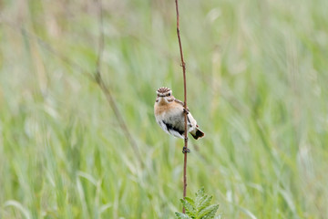 Whinchat (saxicola rubetra) female sitting on stick in grass. Cute little common bright meadow songbird. Bird in wildlife.