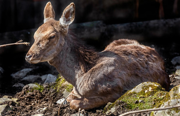 European red deer female. Latin name - Cervus elaphus hippelaphus