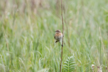 Whinchat (saxicola rubetra) female sitting on stick in grass. Cute little common bright meadow songbird. Bird in wildlife.