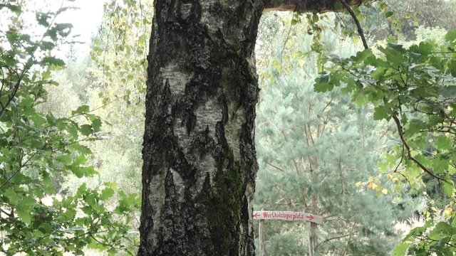 Soldiers in a forest aim some targets