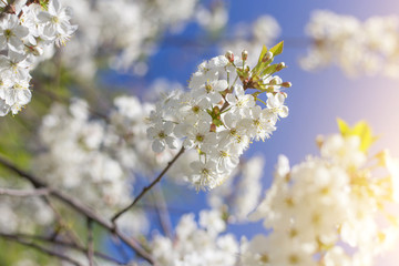 Spring cherry tree flowers in sunlight close up, macro, blossom, bloom