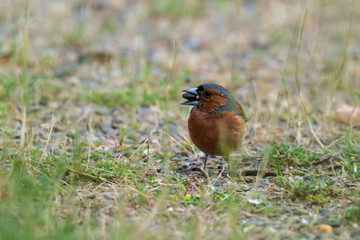 Buchfink auf Nahrungssuche am Boden