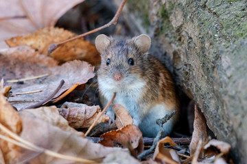Striped field mouse sitting on ground in park in autumn. Cute little common rodent animal in wildlife.