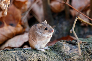Striped field mouse sitting on fallen tree in park in autumn. Cute little common rodent animal in wildlife.