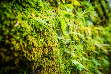 wall of rock blocks covered with vegetation in Thailand