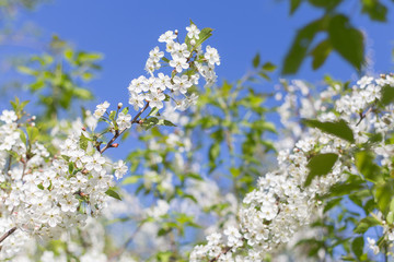 Spring flowers on blooming cherry tree branch against blue sky, bokeh background