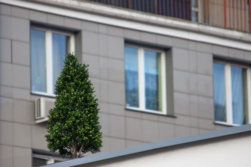 Fototapeta na wymiar tree on the roof, landscaping, nature protection. evergreen. decoration of urban landscapes