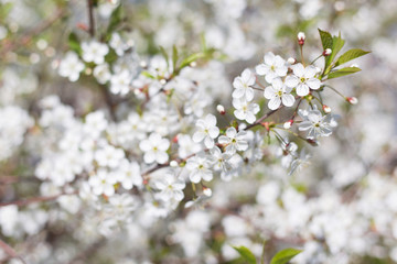 Spring bloom, blossom, white flowers on branch close-up. Blurred abstract nature bokeh backgroud, copy space	