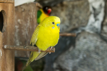 Yellow brid parakeet resting at the entrance of his wood nest, looking for the picture. Colorful agaporni fisher behind