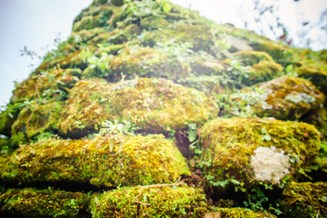 wall of rock blocks covered with vegetation in Thailand