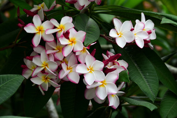 beautiful flowers and green leaves.Green leaves with beautiful sunlight Used as a background image.	