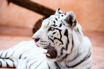 Beautiful white tiger portrait
