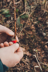 A gardener's woman clogs a cut-off part of the grafted tree to prevent rotting at this place in close-up.