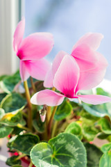 Obraz na płótnie Canvas beautiful pink cyclamen in pot on window sill. domestic flower, selective focus