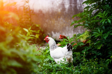 chicken on a farm