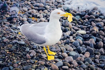 seagull on beach