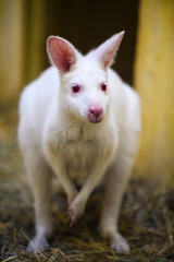 white kangaroo in the zoo