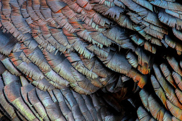 Closeup Texture of a Turkey's Feathers