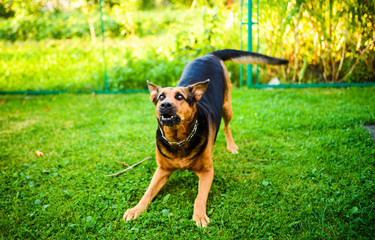 Angry dog attacks. The dog looks aggressive and dangerous.