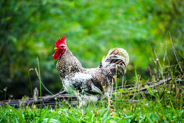 chicken on a farm