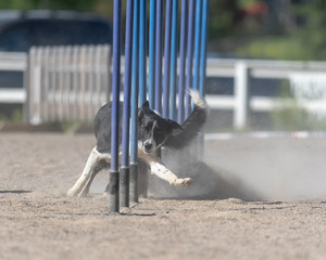 Border Collie doing slalom on dog agility course
