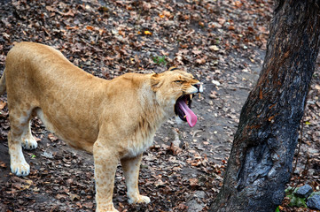 Portrait of a lioness