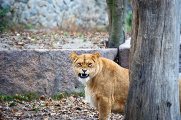 Portrait of a lioness