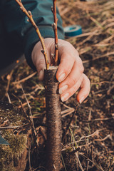 A woman makes a fruit tree in the garden and attaches a young twig