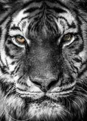 Tuinposter portret van een tijger © Rachael
