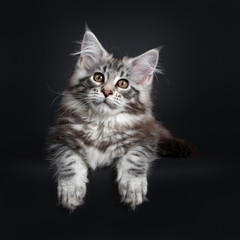 Naklejka na ściany i meble Amazing cute Maine Coon cat kitten, laying down. Looking at camera with golden eyes. Isolated on black background. Paws hanging down from edge.