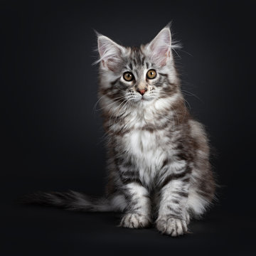 Amazing cute Maine Coon cat kitten, sitting up facing front. Looking at camera with golden eyes. Isolated on black background. Tail beside body.