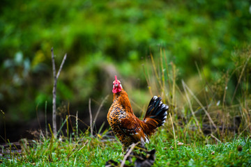 chicken on a farm
