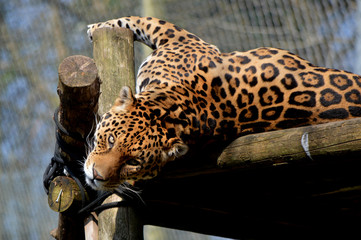 Jaguar portrait