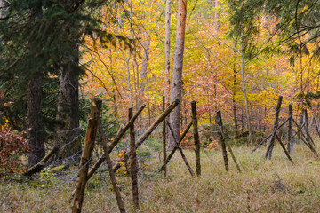 Eingezäunte Aufforstung im Mischwald im Herbst