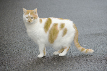 Chat roux tacheté .