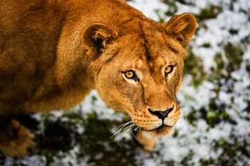 Portrait of a lioness