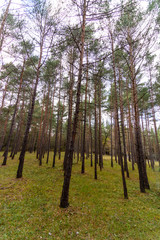 lockerer Kiefernwald mit Lichtung