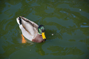 Pato o ánade nadando en el agua