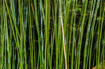 Fundo de Bambu Verde