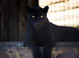 Foto auf Acrylglas schöner schwarzer panther © The Len